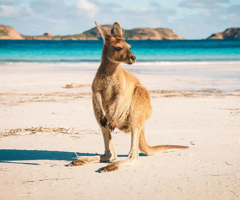 A kangaroo stands on a sandy beach with clear blue water and rocky islands in the background under a partly cloudy sky—an Aussie scene like no other.