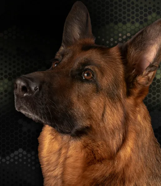 A close-up of a German Shepherd dog with alert ears, looking slightly upwards. The background is dark with a subtle pattern of hexagons.